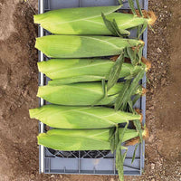 Sweet Corn Eden RMN F1 Seed