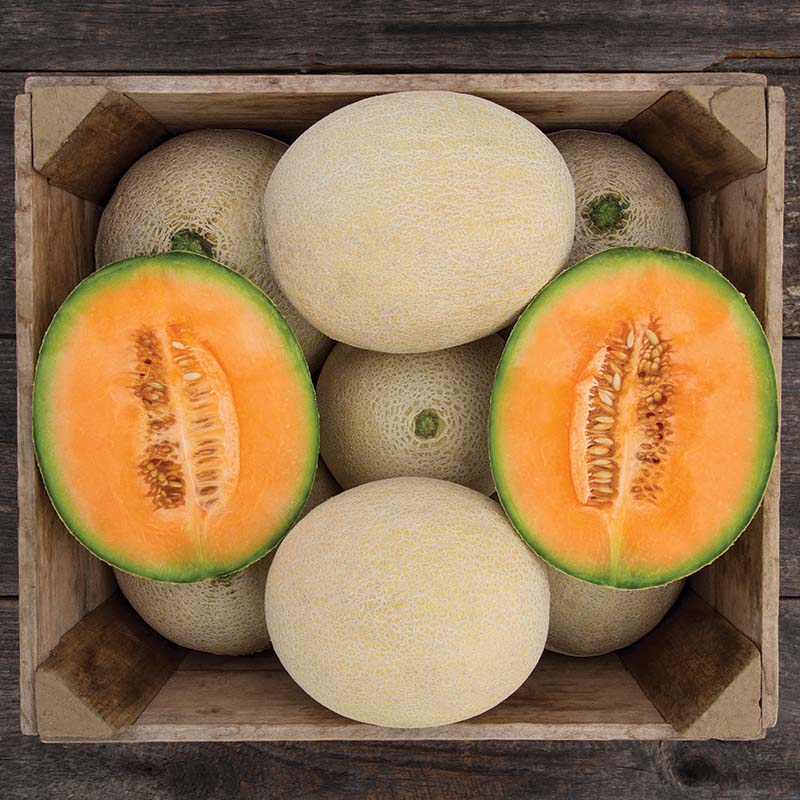 Melon True Love F1 Organic  Seed