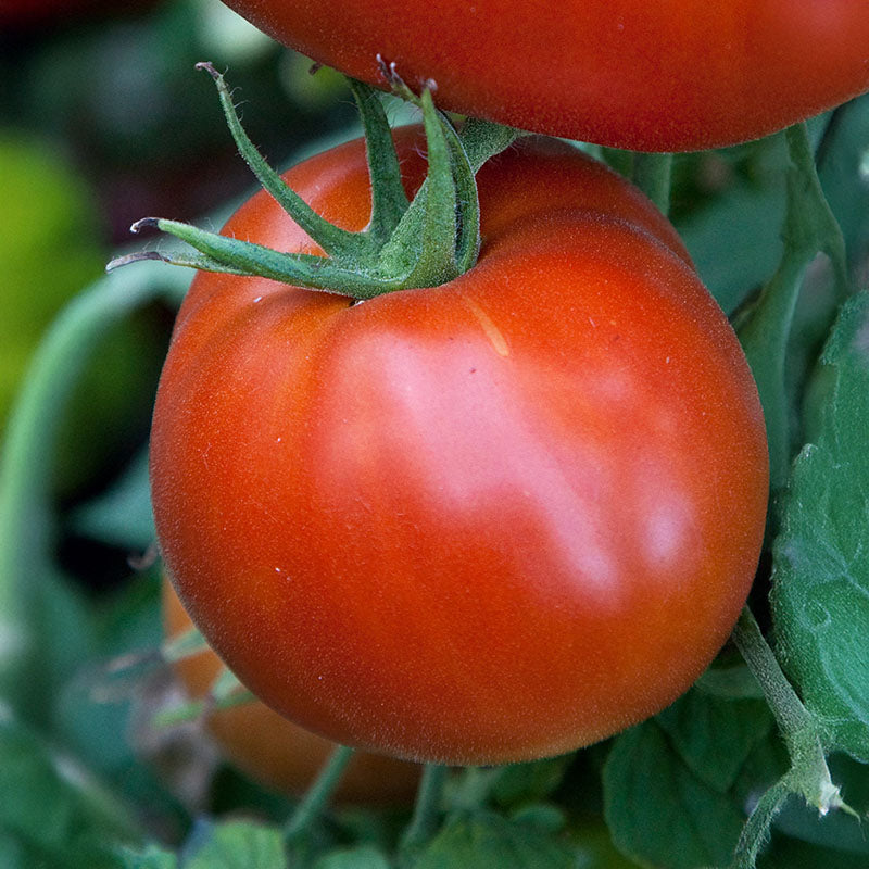 Tomato Celebrity Plus F1 Seed