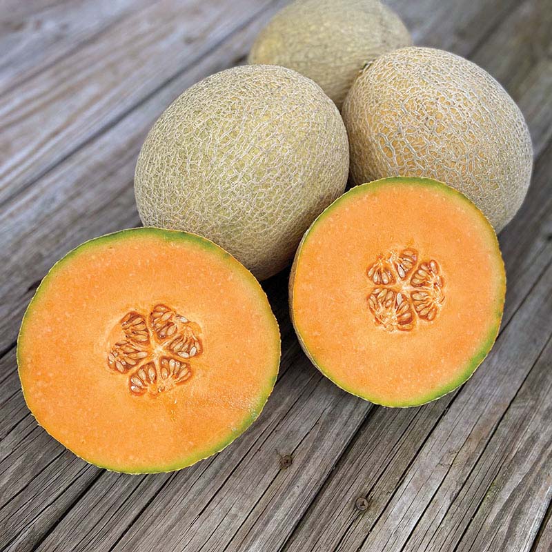 Melon Thunderstruck F1 Seed