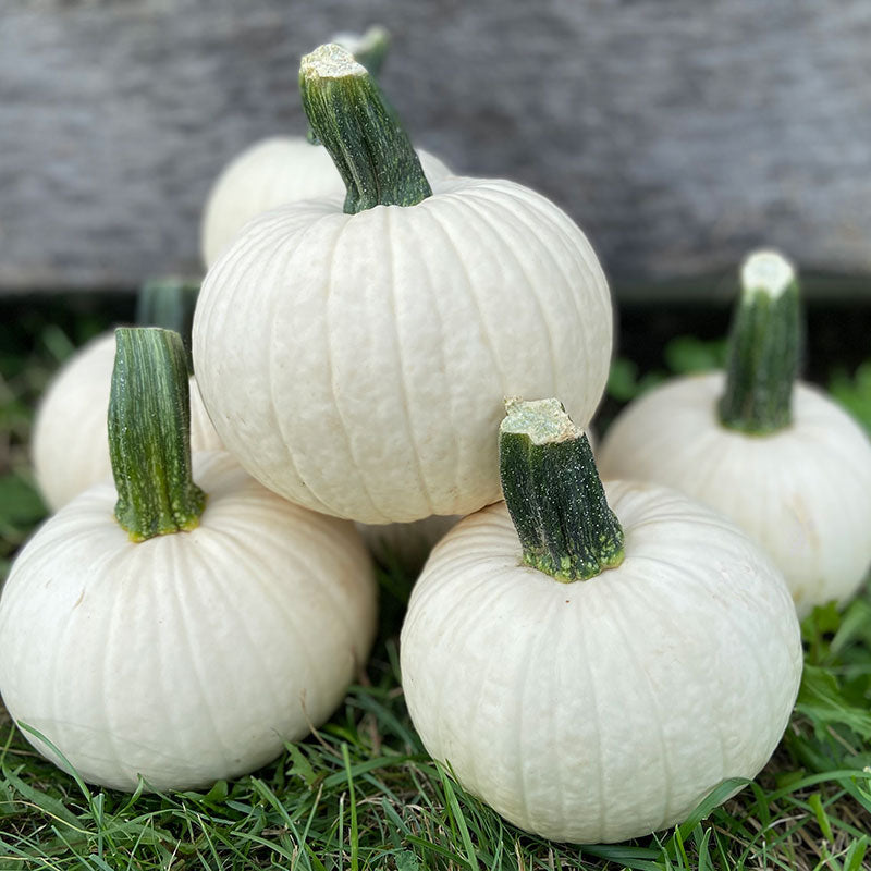 Pumpkin Icicle F1 Seed