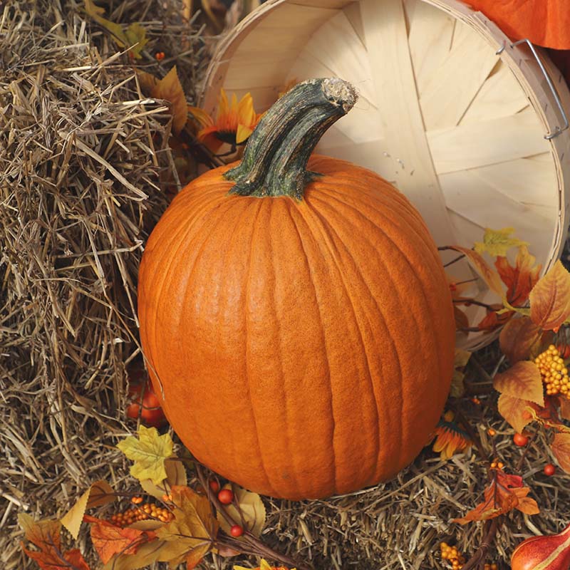 Pumpkin Justify F1 Seed