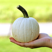Pumpkin Snowdrop F1 Seed