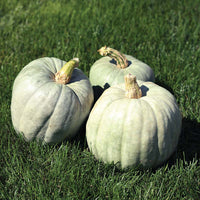 Pumpkin Blue Ice F1 Seed