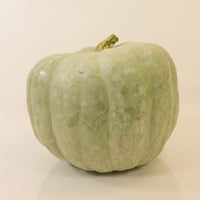 Pumpkin Blue Ice F1 Seed