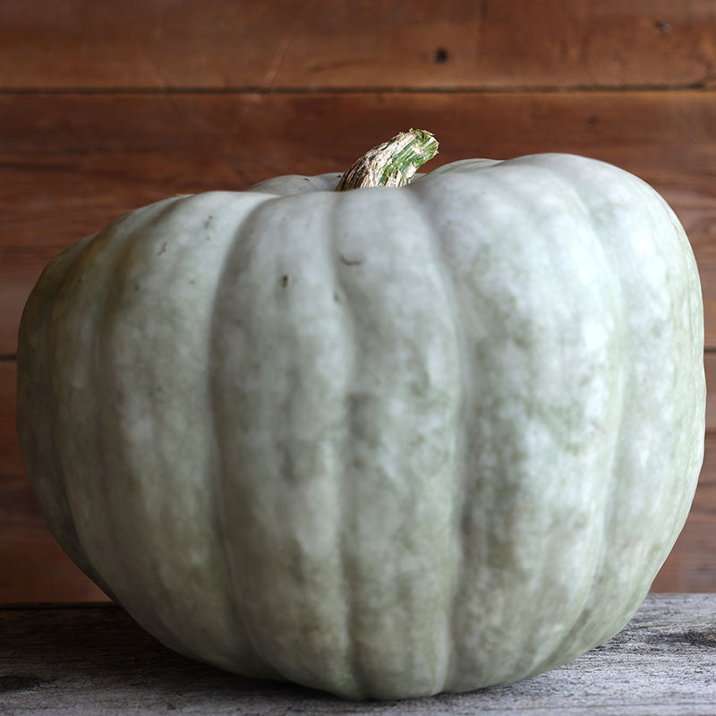 Pumpkin Blue Ice F1 Seed