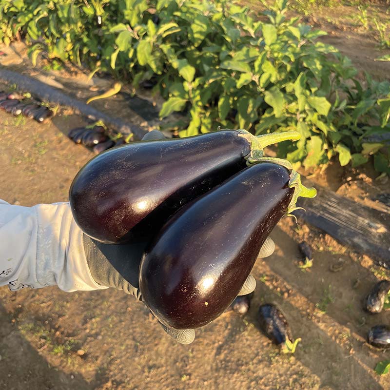 Eggplant Gaudi F1 Seed
