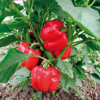 Pepper Olympus F1 Organic Seed