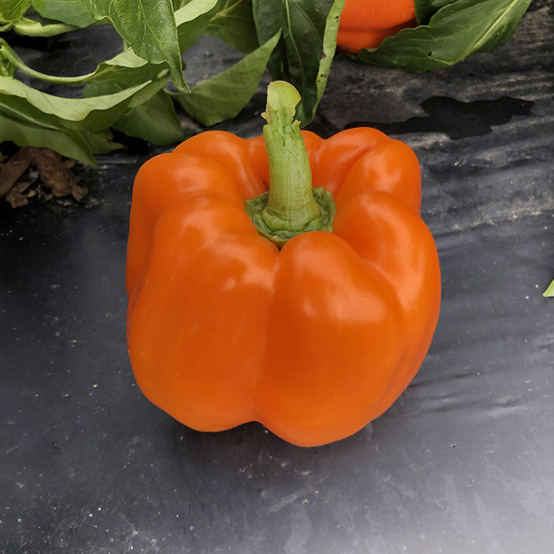 Pepper Delirio F1 Seed