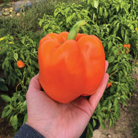 Pepper Delirio F1 Seed