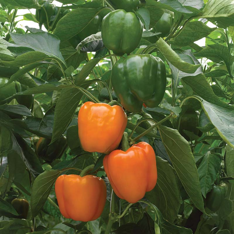 Pepper Delirio F1 Seed