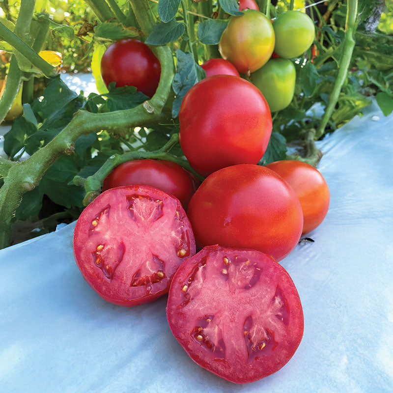Tomato RuBee Dawn F1 Seed