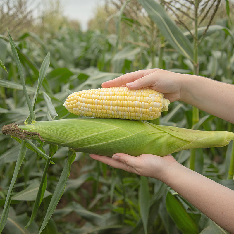 Sweet Corn Spritz F1 Seed