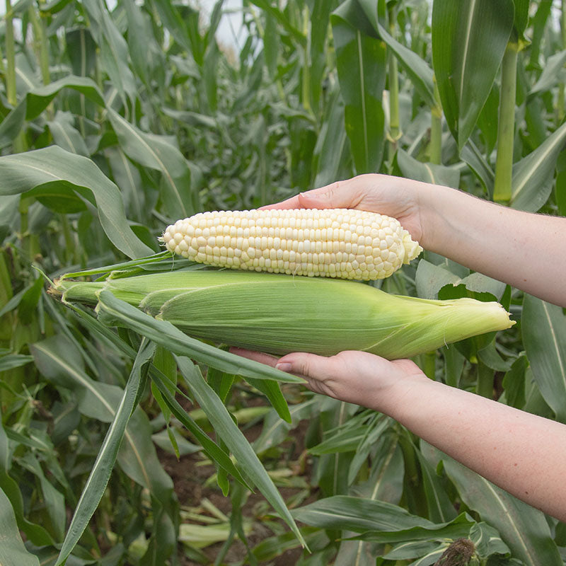 Sweet Corn Seabright F1 Seed