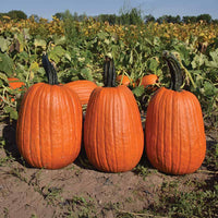 Pumpkin Griffin F1 Seed