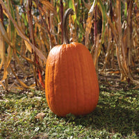 Pumpkin Griffin F1 Seed