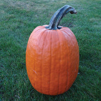 Pumpkin Griffin F1 Seed