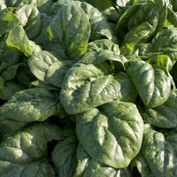 Spinach Space F1 Organic Seed