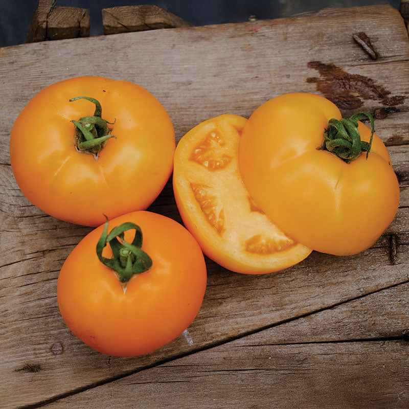 Tomato Bendida F1 Seed