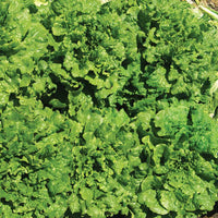 Lettuce Starstruck Seed