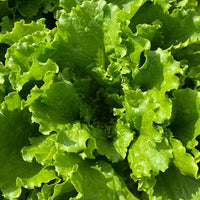 Lettuce Starstruck Seed