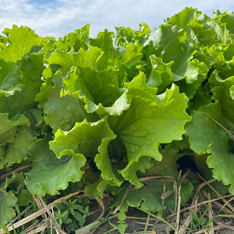Lettuce Starstruck Seed