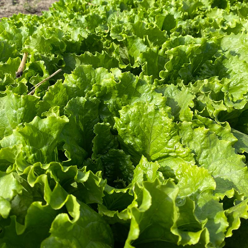 Lettuce Starstruck Seed