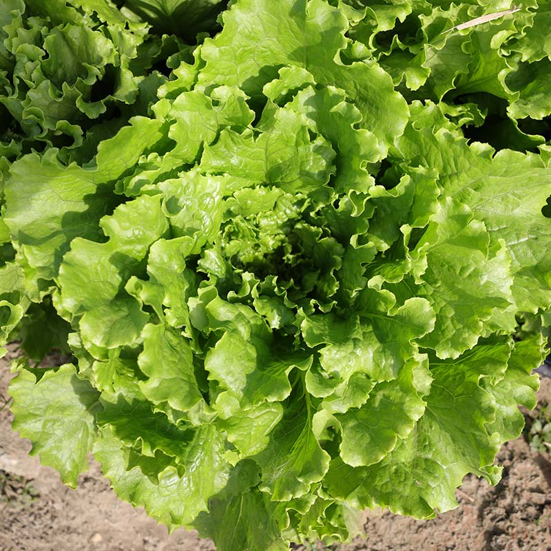 Lettuce Starstruck Seed