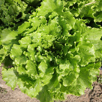 Lettuce Starstruck Seed