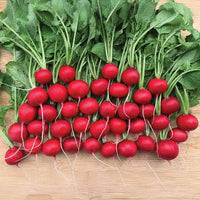 Radish Red Queen F1 Seed