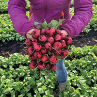 Radish Red Queen F1 Seed