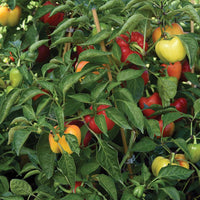 Pepper Prism F1 Seed