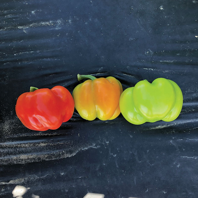 Pepper Prism F1 Seed