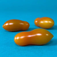 Tomato Sun Dipper F1 Seed
