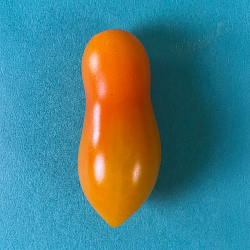 Tomato Sun Dipper F1 Seed
