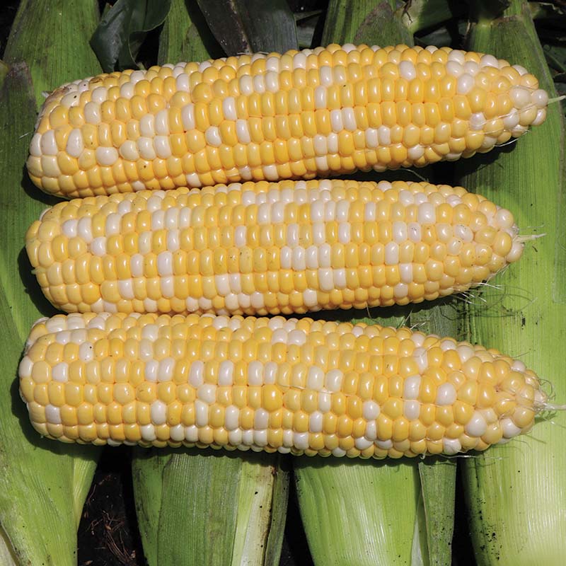 Sweet Corn Skyray F1 Seed