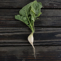 Radish Stalagnit F1 Seed