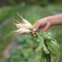 Radish Stalagnit F1 Seed