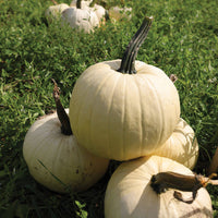 Pumpkin Abominable F1 Seed