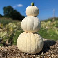 Pumpkin Abominable F1 Seed