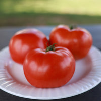Tomato STM 2255 F1 Seed