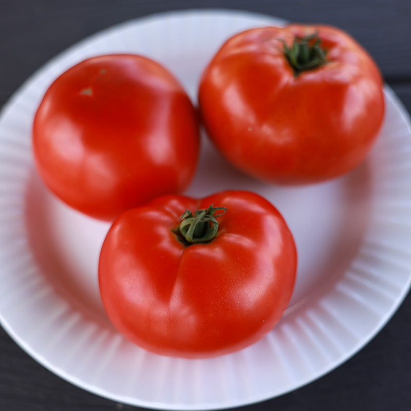 Tomato STM 2255 F1 Seed