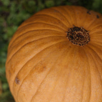 Pumpkin Spicy Mocha F1 Seed