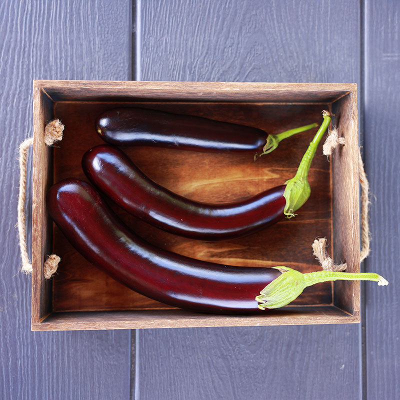 Eggplant Turkish Delite F1 Organic Seed