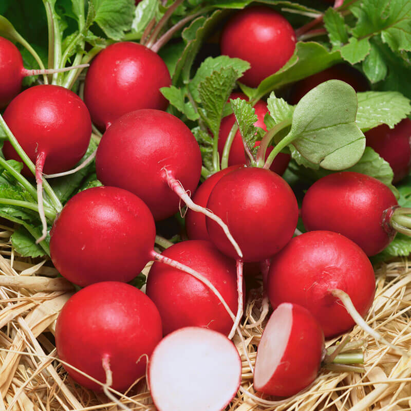 Radish Kvintara F1 Organic Seed