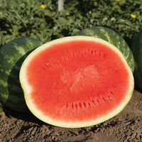 Watermelon Eleanor F1 Seed