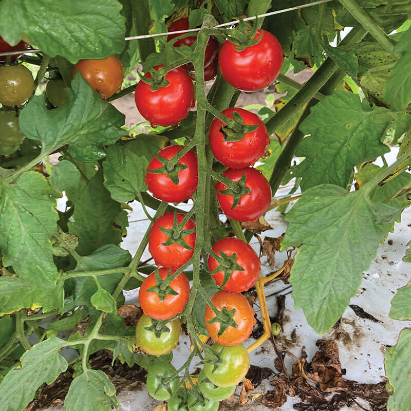 Tomato Unicorn F1 Seed