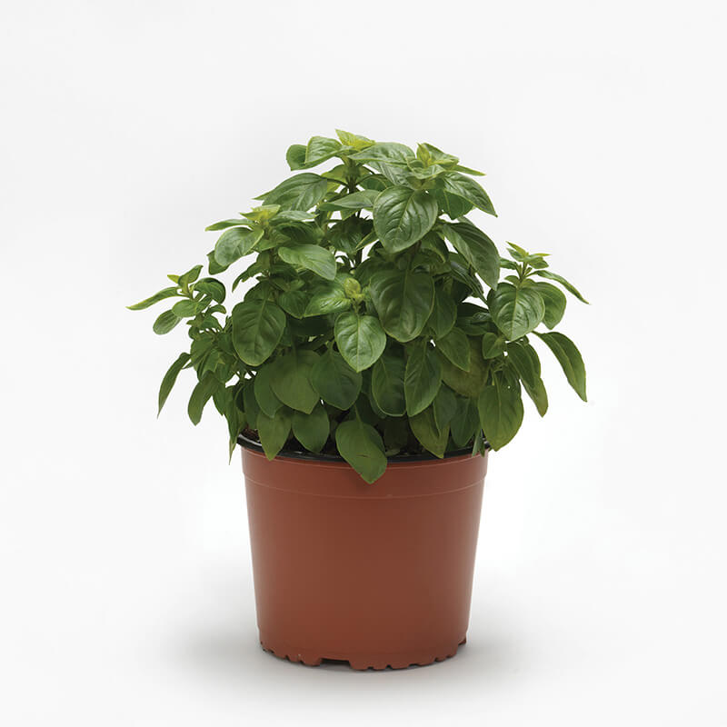 Basil Everleaf Lemon Seed