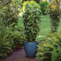Basil Everleaf Thai Towers Seed