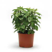 Basil Everleaf Thai Towers Seed